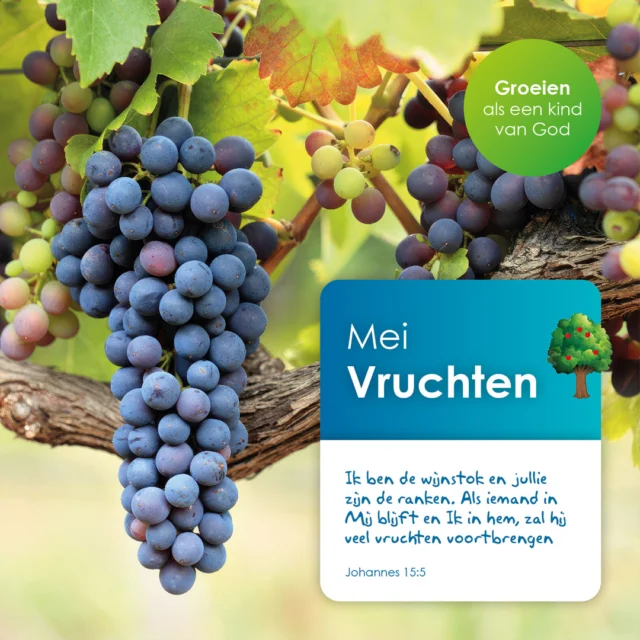 Vandaag openden we de maand mei met het thema vruchten. Een rank zit vast aan de wijnstok. Zo kunnen we zonder Jezus geen vrucht dragen. We moeten in Hem blijven om te groeien in liefde, vreugde, vrede, geduld, vriendelijkheid, goedheid, geloof, zachtmoedigheid en zelfbeheersing.